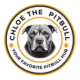 Chloe The Pit Bull