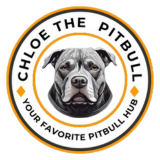 Chloe The Pit Bull