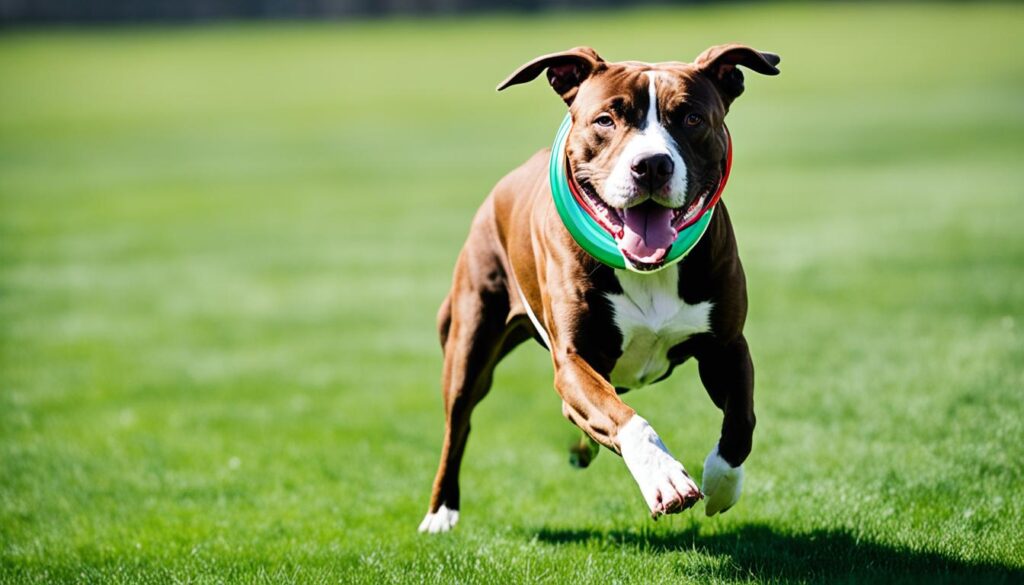 image of a pitbull keeping fit in a field
chloethepitbull.com
