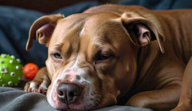 image of a pregnant pitbull, lying on a sofa