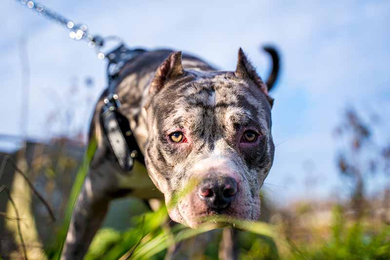 image of pitbull with merle genes, is a merle pitbull rare.chloethepitbull.com
Image By: Brandon Crawford, Shutterstock
Image By: Brandon Crawford, Shutterstock
