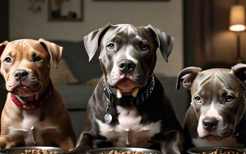 How often should a pitbull eat