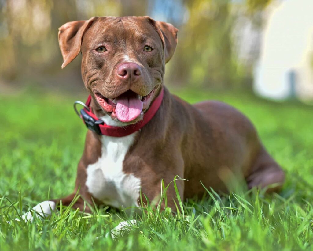 pit bull terrier 