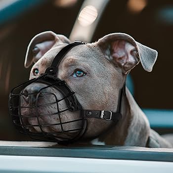 pitbull with a muzzle metal mask