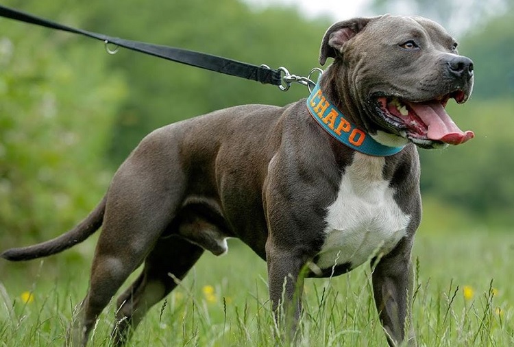 pitbull with a leash image