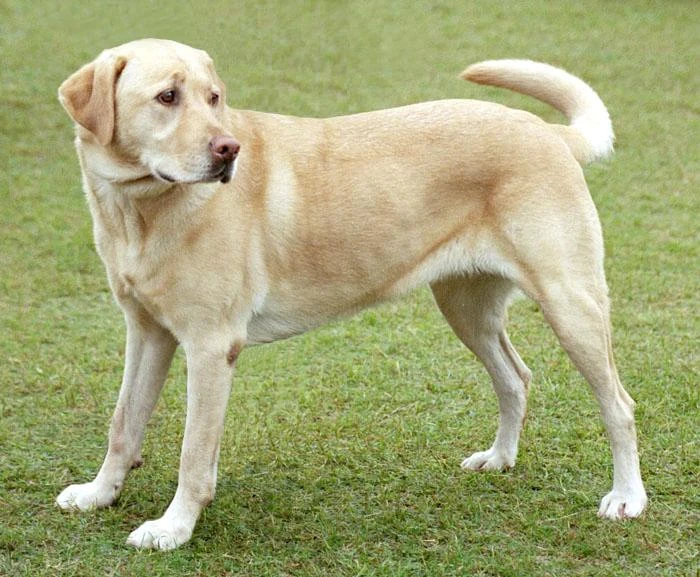 Labrador retriever breed dog