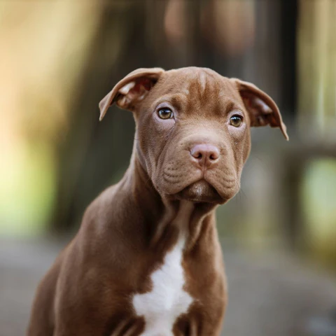 How Large is a Pitbull 