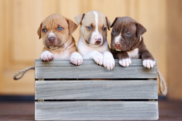 pitbull puppies