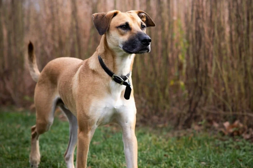 indian breed dog