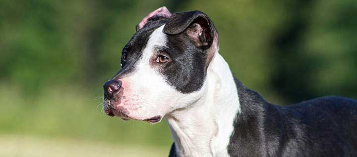 Bull Terrier and Pitbull Mix Breed