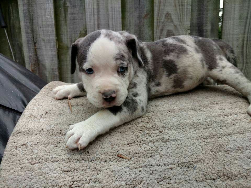 white merle pitbull puppies