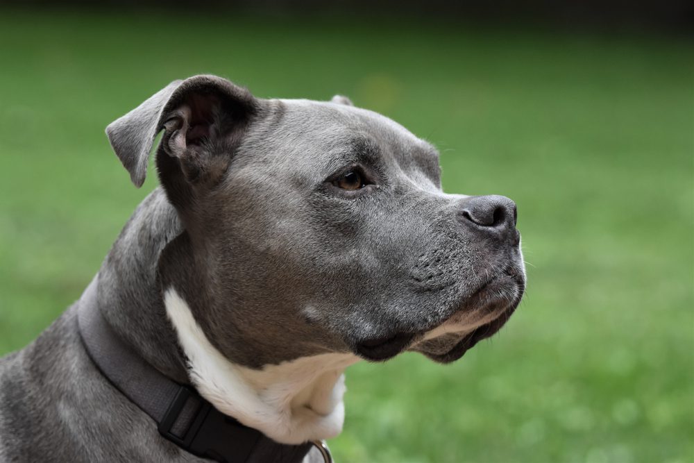 pitbull dog image; are pitbull dogs allowed in canada