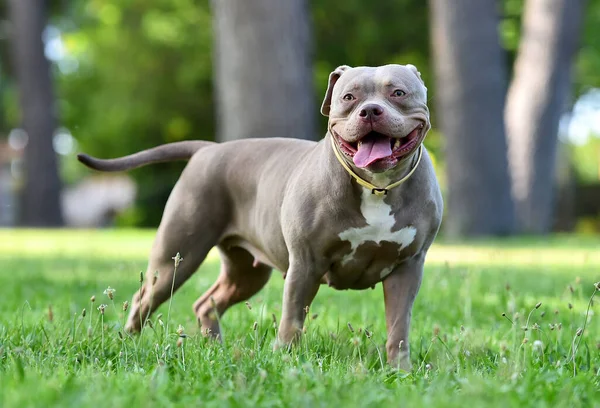 pitbull dog image