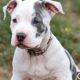 white merle pitbull puppies