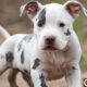 white merle pitbull puppies care