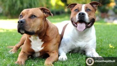 what is the average pitbull weight