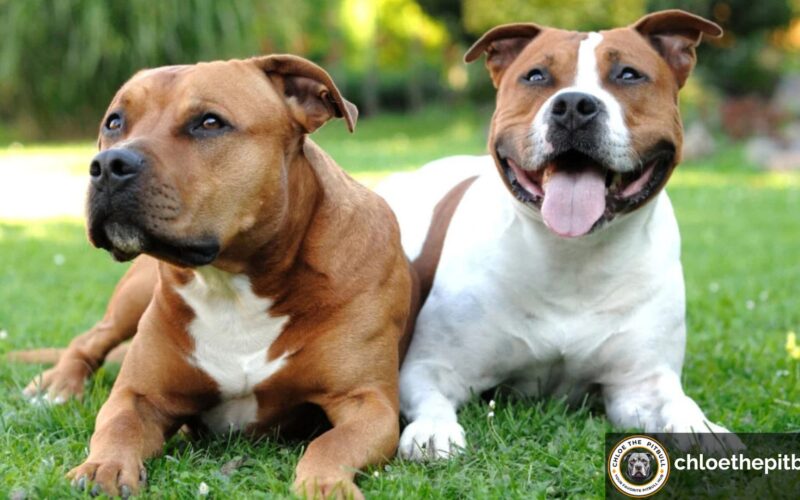 what is the average pitbull weight