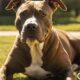 pitbull image; can you own a pitbull in the uk