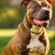 Can You Get Homeowner Insurance with a Pitbull