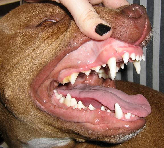 american pitbull terrier teeth