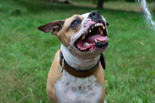 pitbull teeth