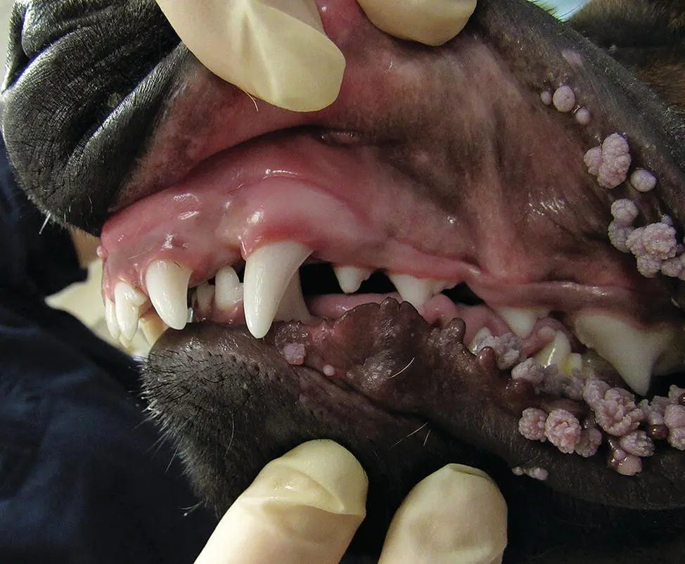 dental disease in pitbull terrier