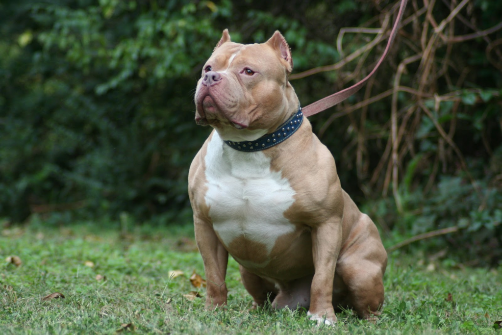  pitbull terrier insurance