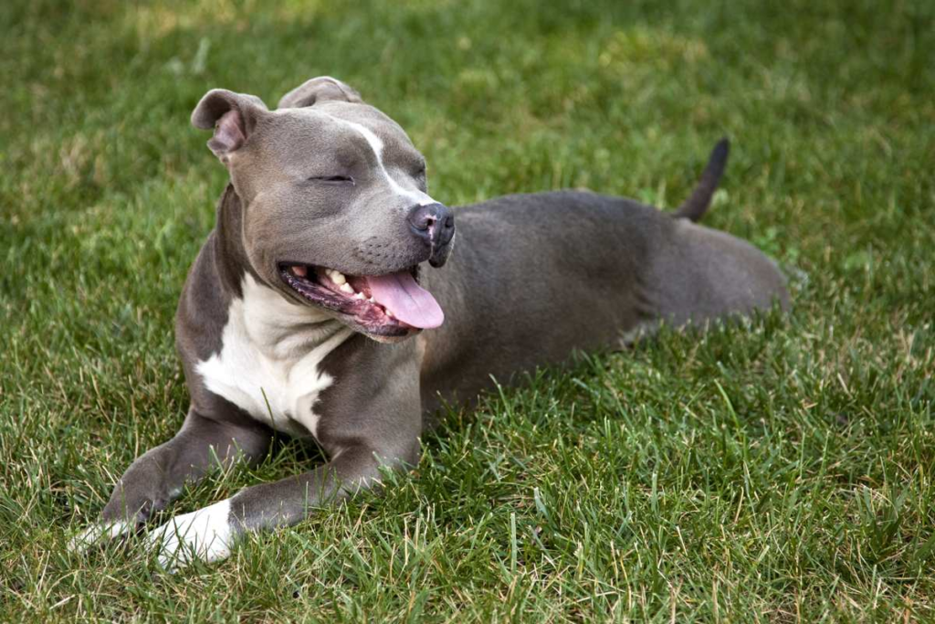 average lifespan of pitbull