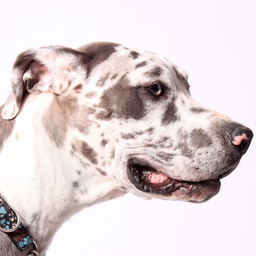 white merle pitbull