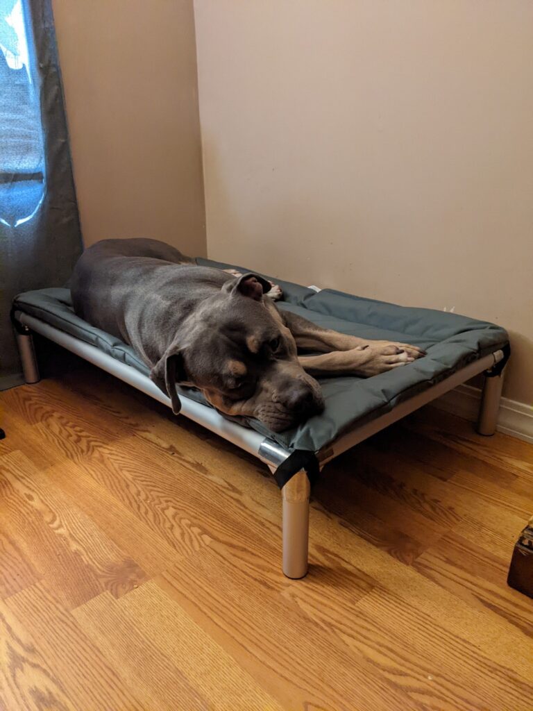 kuranda dog bed 