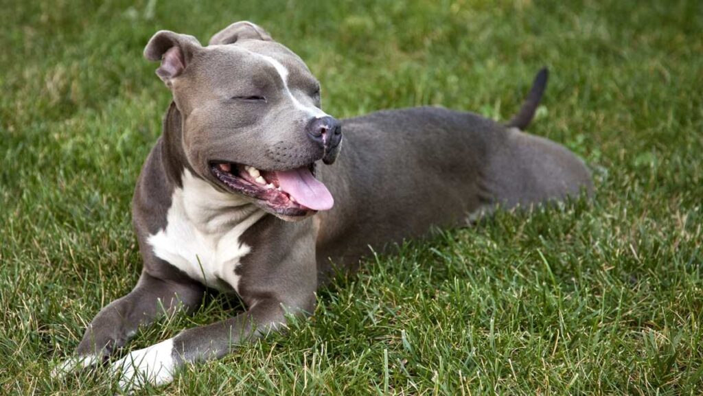 Bull Terrier and Pitbull Mix Breed