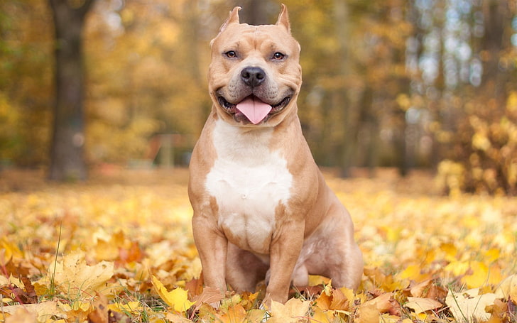 american pitbull terrier worth