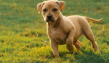 Pitbull with Wiener Dog: All About the Pitbull-Dachshund Mix