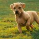 Pitbull with Wiener Dog: All About the Pitbull-Dachshund Mix