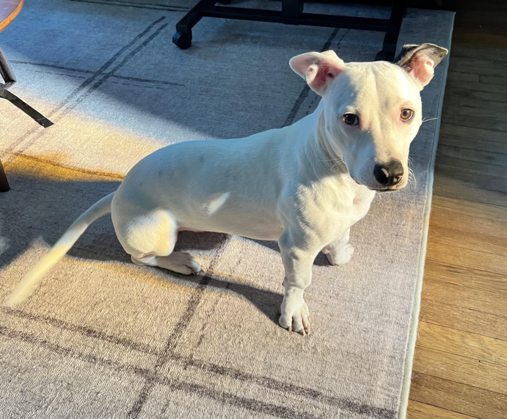 Pitbull with Wiener Dog mix