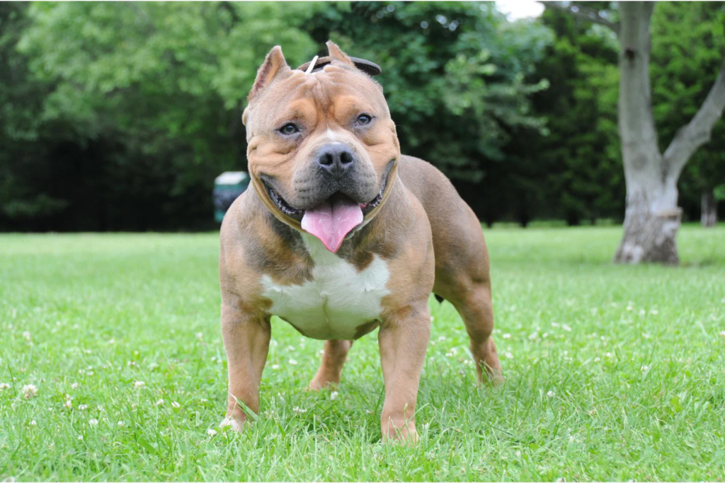 Which Dogs Make a Pitbull; American Bully