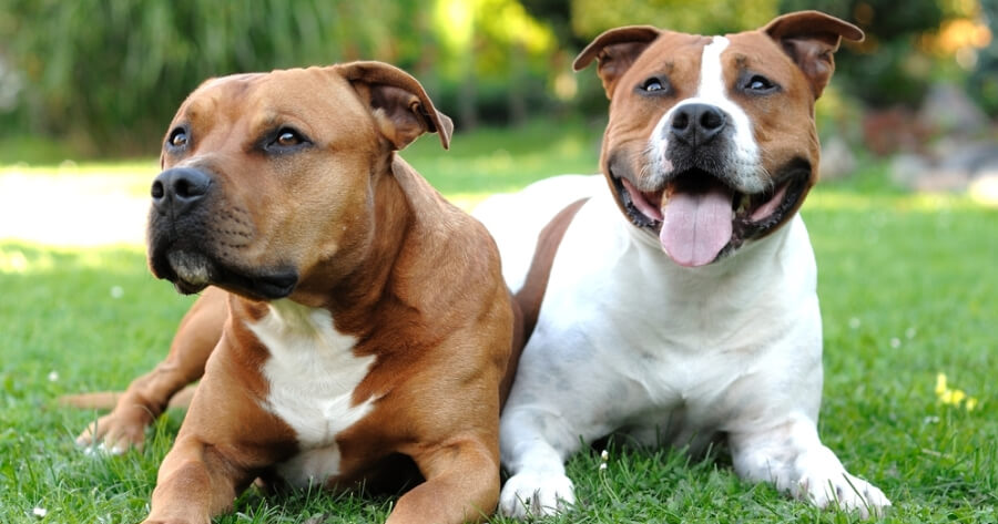 Which Dogs Make a Pitbull