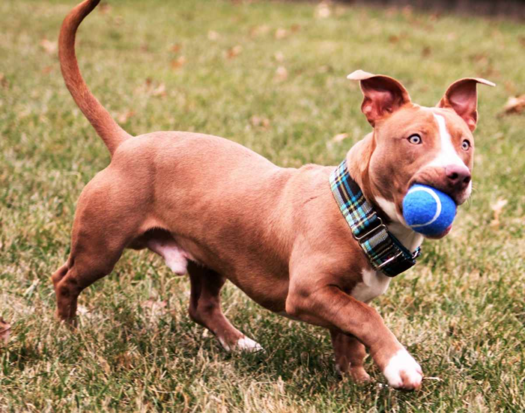 Pitbull with Wiener Dog ; dachshund mix