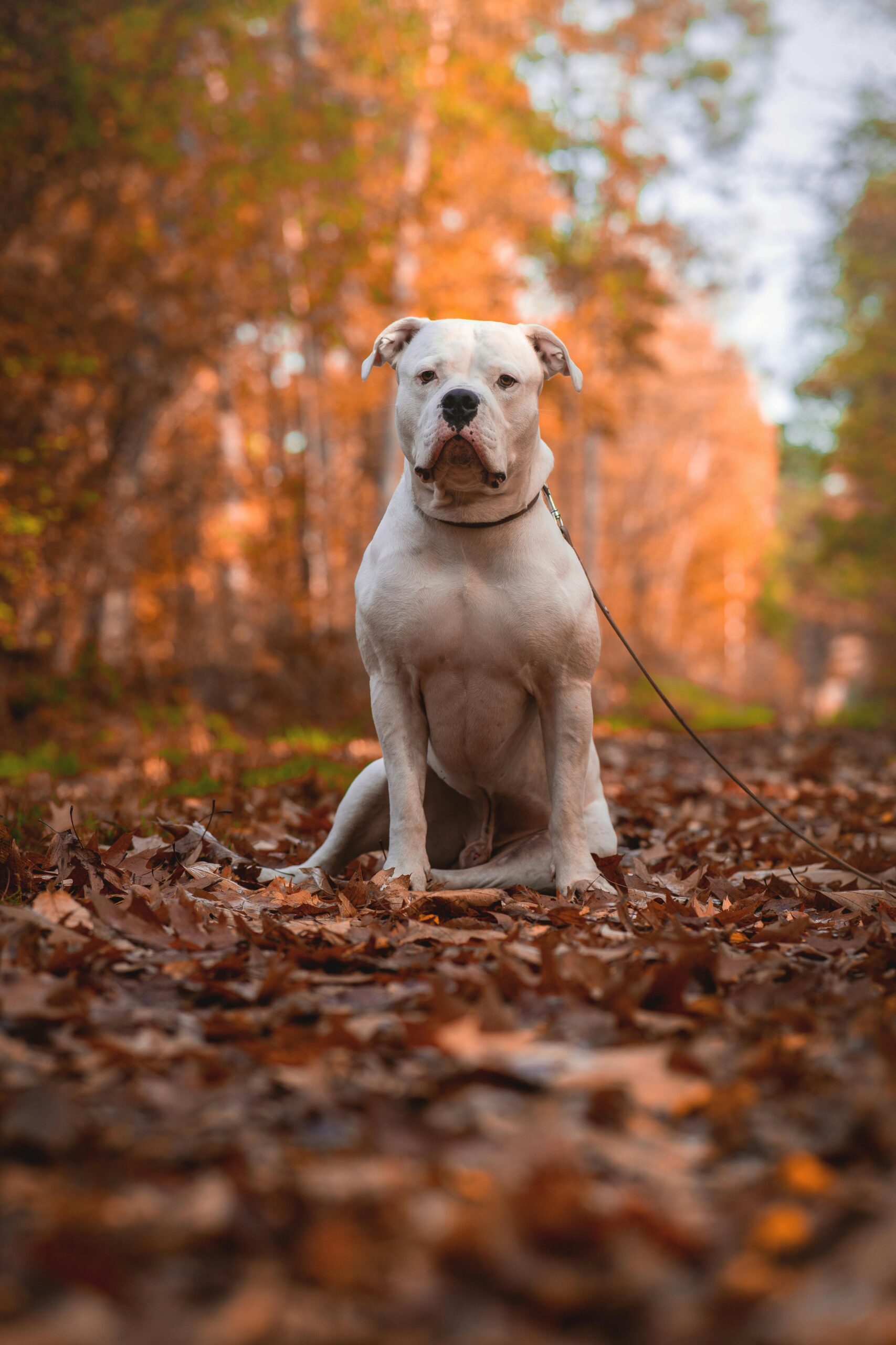 American Staffordshire terrier Health problems