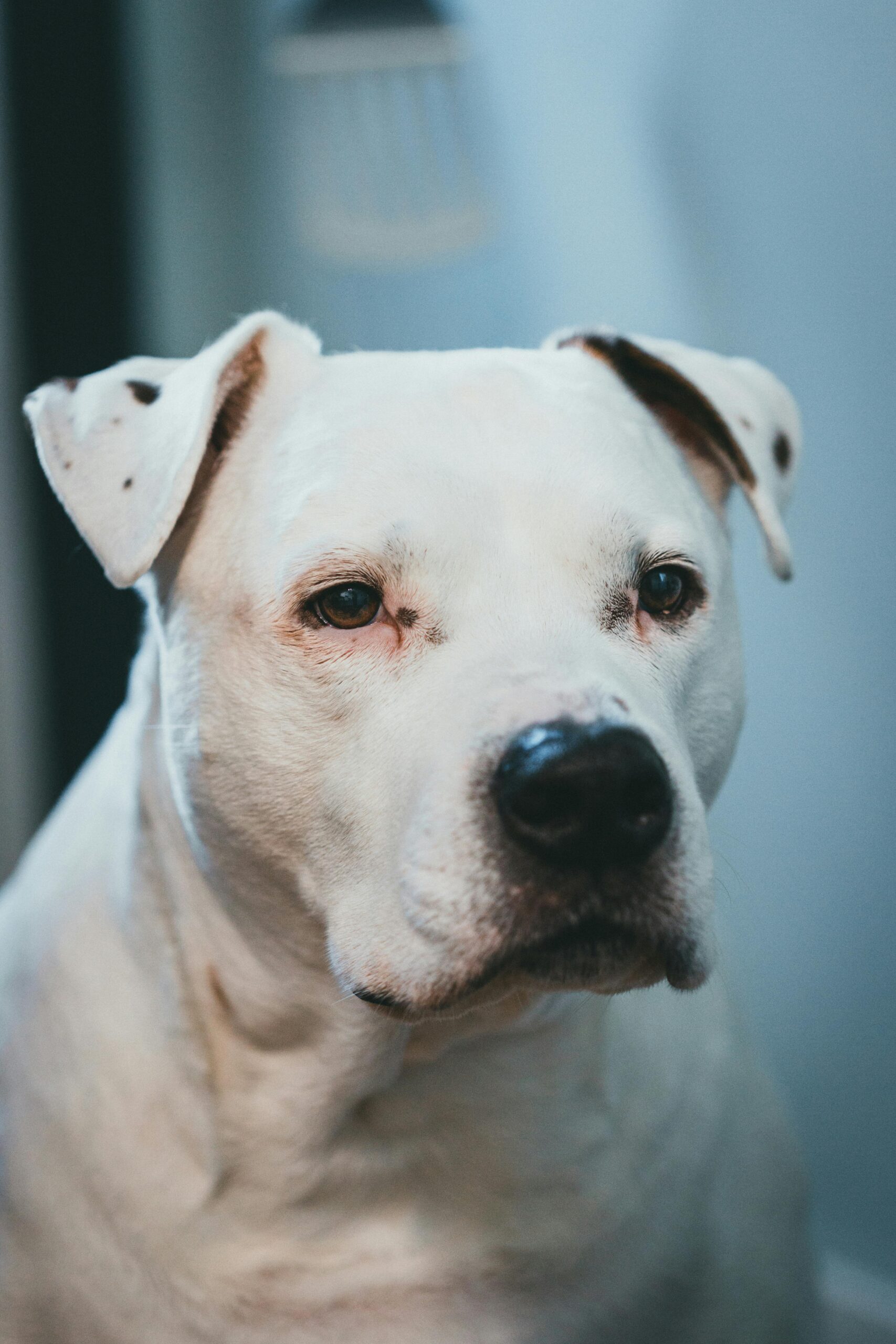 American Staffordshire Terrier Health problem