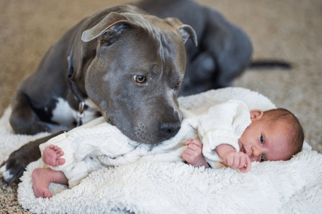 The English Bulldog Pitbull Mix