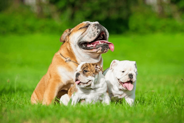 The English Bulldog Pitbull