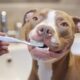 DIY Pit Bull Dental Care