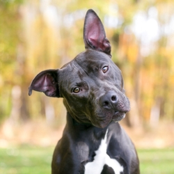 pit bull body language 
