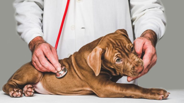 Most experts recommend a yearly dental exam, though dogs with a history of oral issues may need more frequent visits.