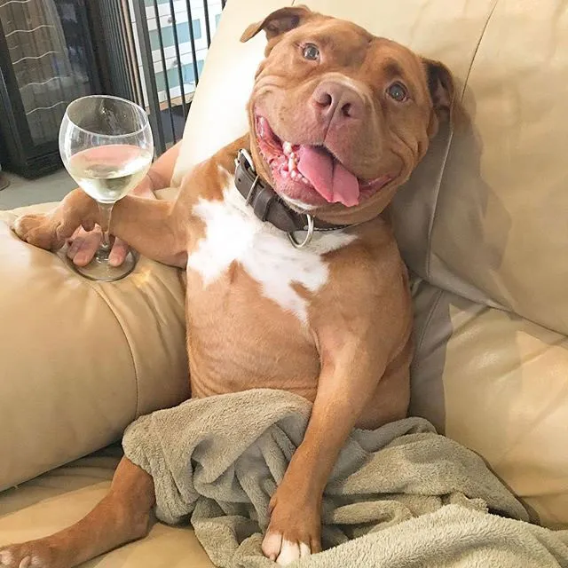 smiley and happy pitbull 