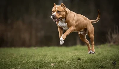 pit bull jumping 
