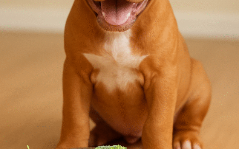 Pitbull Feeding Checklist: What’s on Your Pit Bull’s Plate?