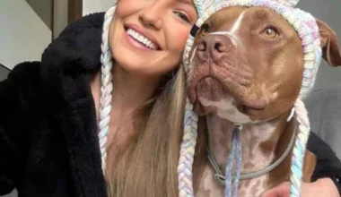 Despite their reputation in the media, Pitbulls are not defined by aggression but loyalty
