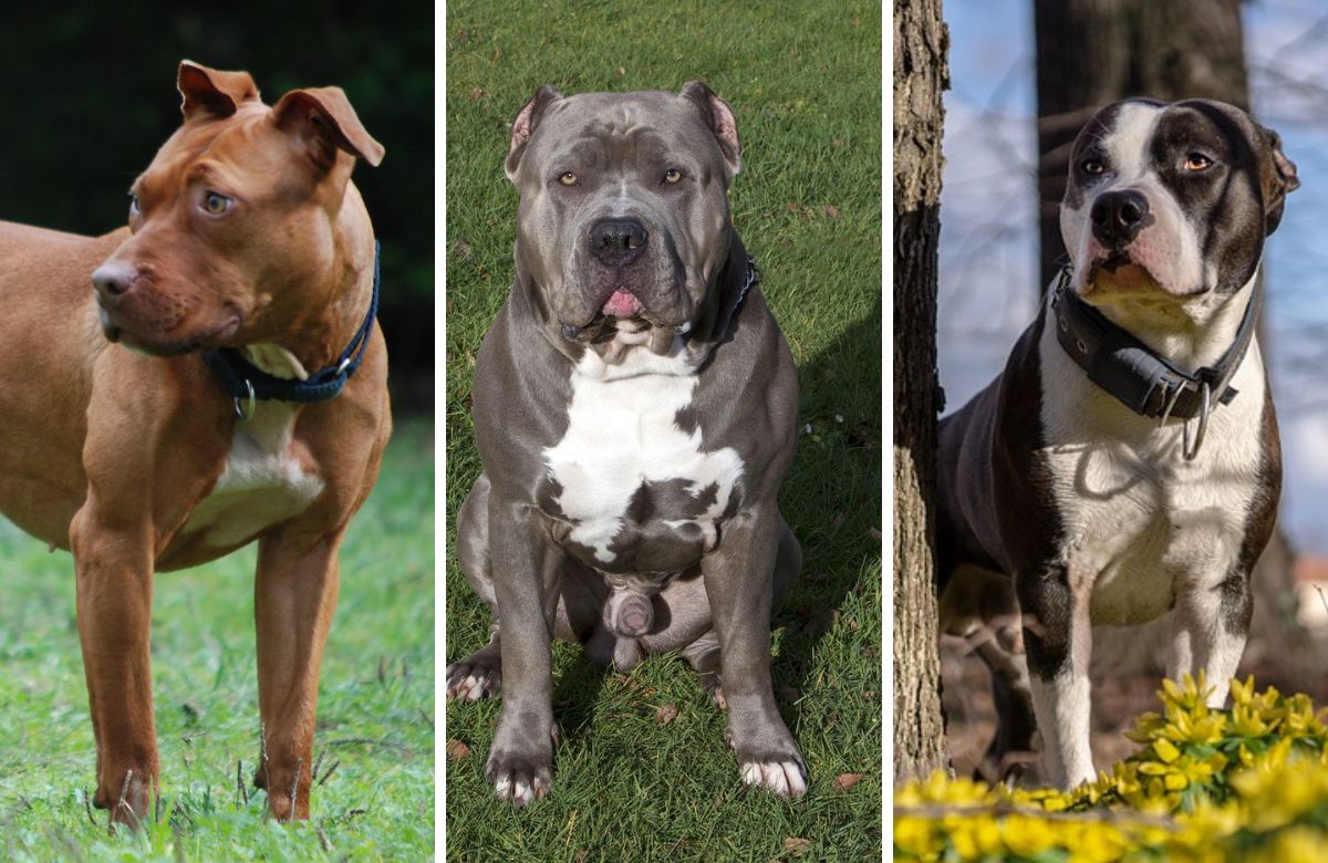 Pitbull 